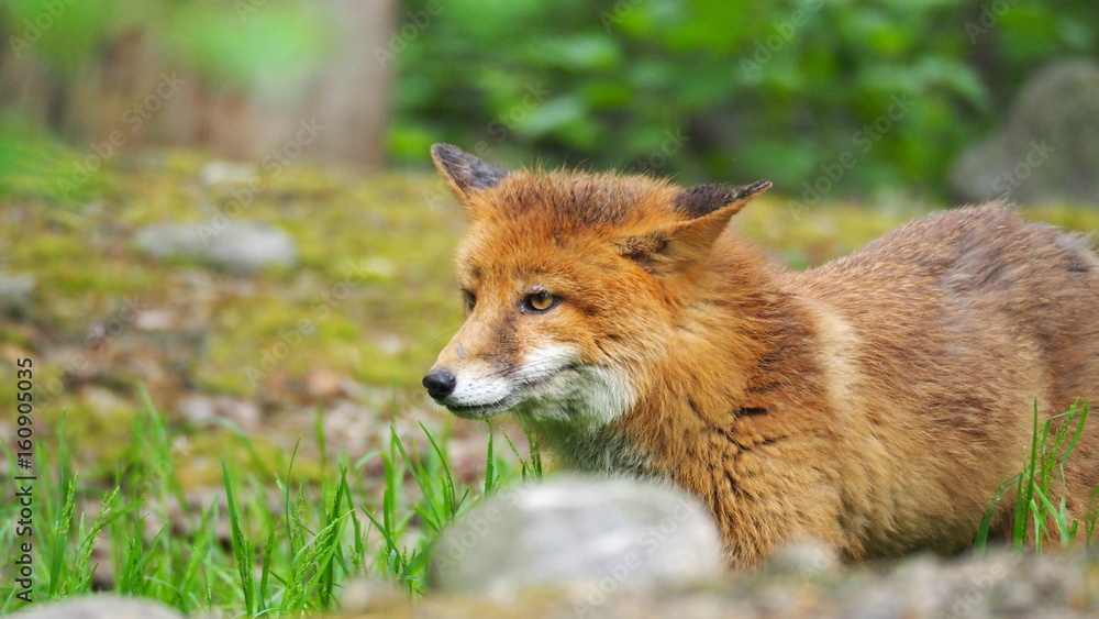 Fototapeta premium rotfuchs
