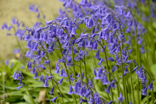 Fototapeta Naklejka Na Ścianę i Meble -  Jacinthe des bois, Hyacinthoides non scripta