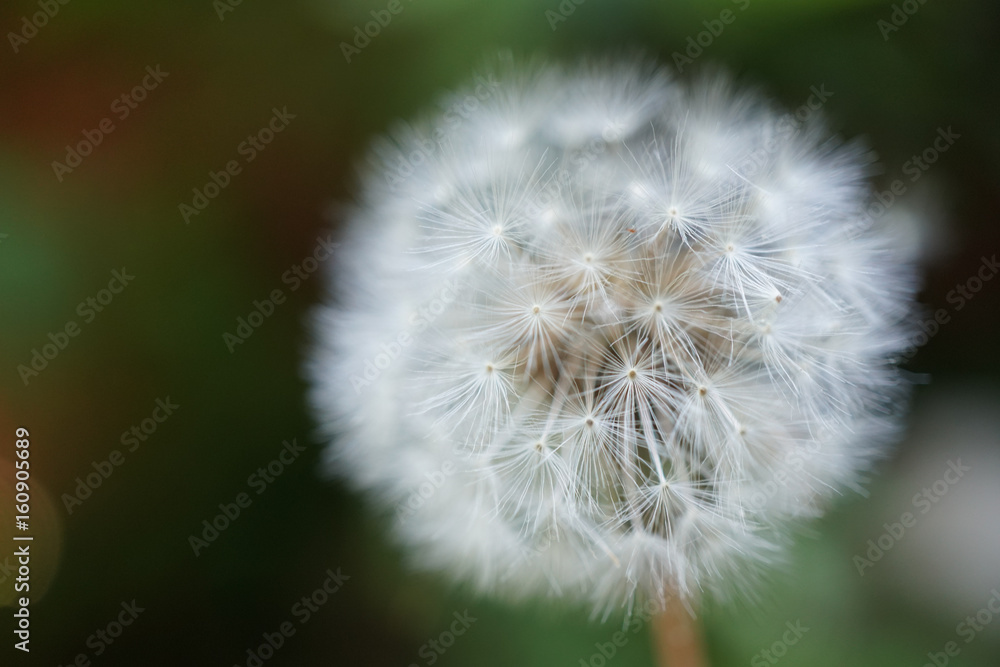 Fototapeta premium Dmuchawiec makro z kolcami i włóknami, biały na zielonym