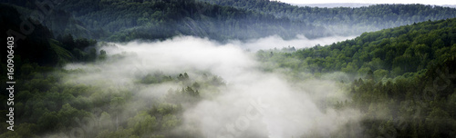 Mountain forest landscape. Pine trees in the fog in the early morning. Panoramic picture