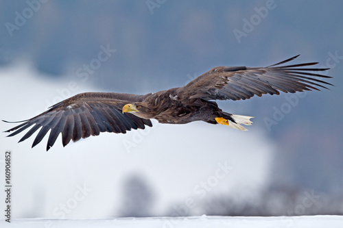 Sea eagle (Haliaeetus albicilla)