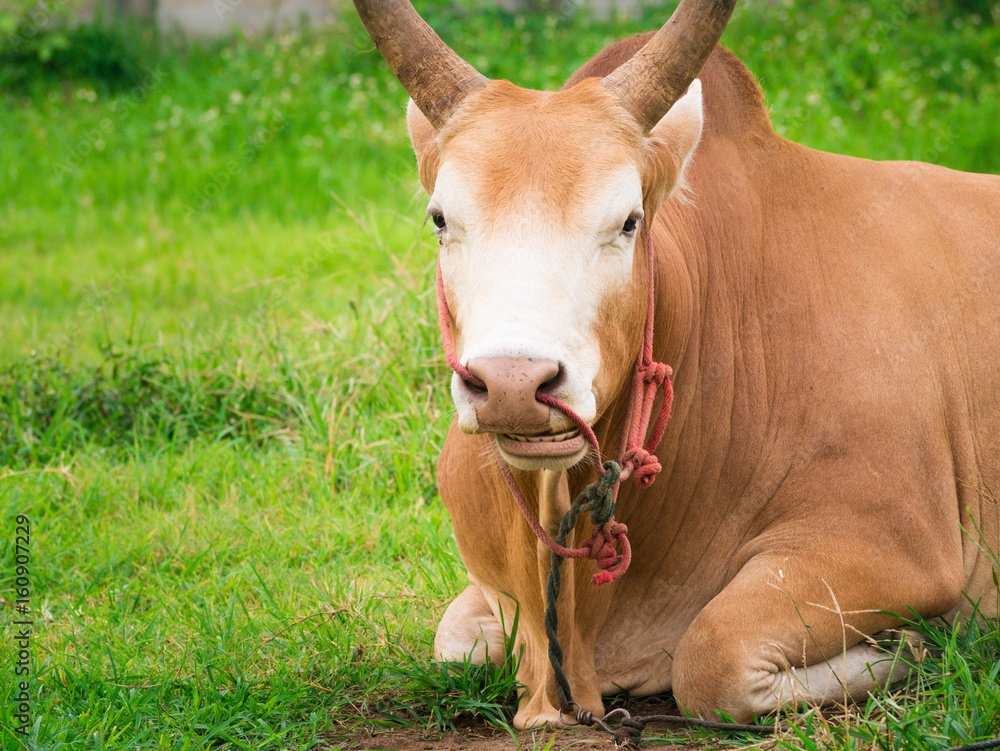 Young fighting bull relax and ruminant. Young fighting bull relax and ruminant.