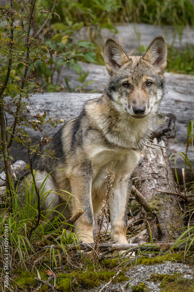 Alaska wolf pack (Canis lupus) 