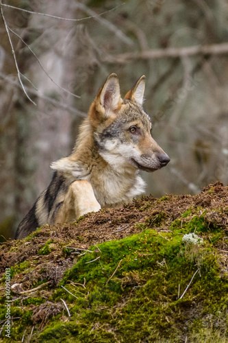 Alaska wolf pack  Canis lupus  