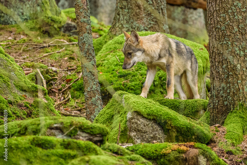 Alaska wolf pack (Canis lupus) 