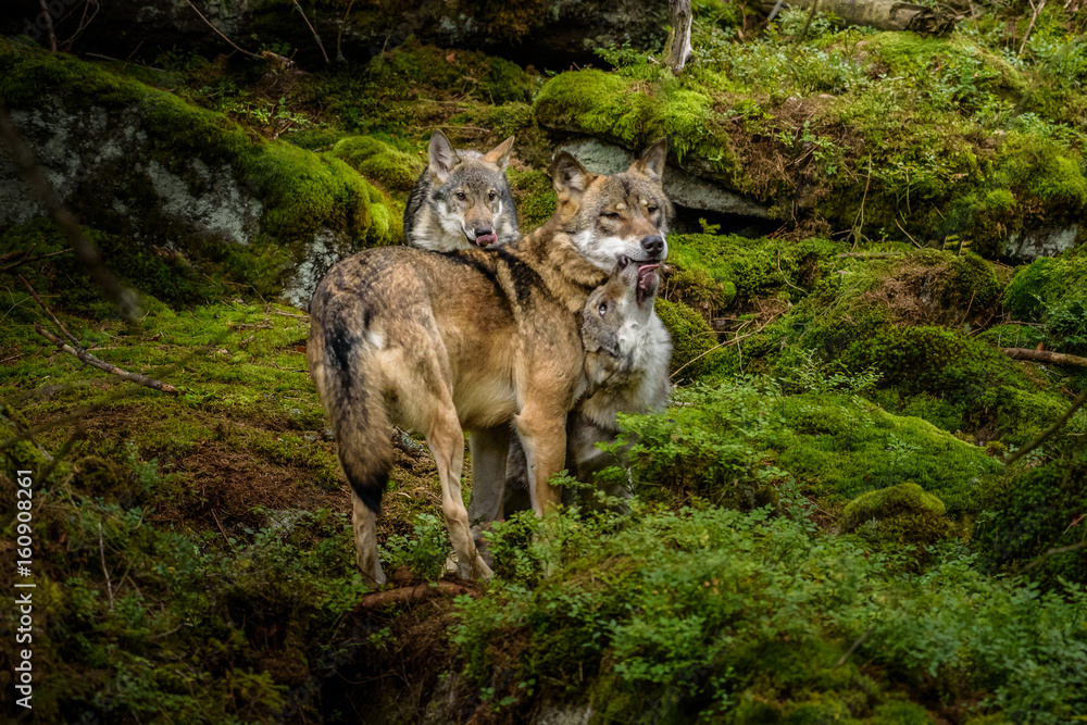 Alaska wolf pack (Canis lupus)