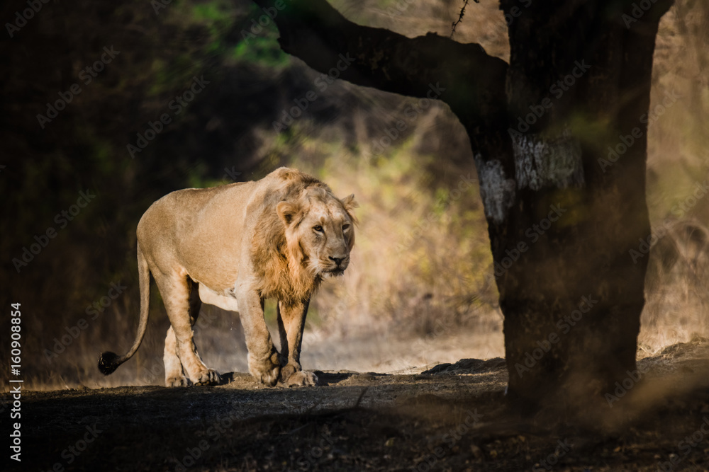 Fototapeta premium Asiatic Lion walking