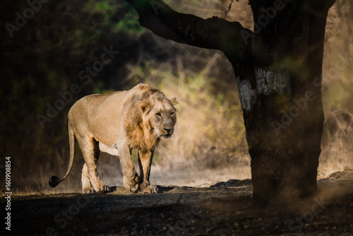 Fototapeta Naklejka Na Ścianę i Meble -  Asiatic Lion walking