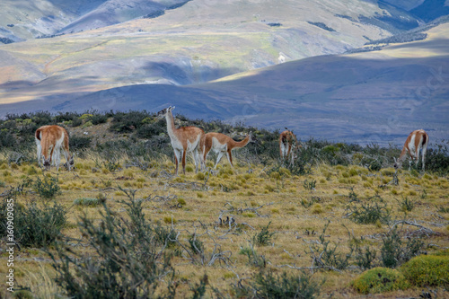 Guanacos at Torres del Paine National Park - Patagonia  Chile