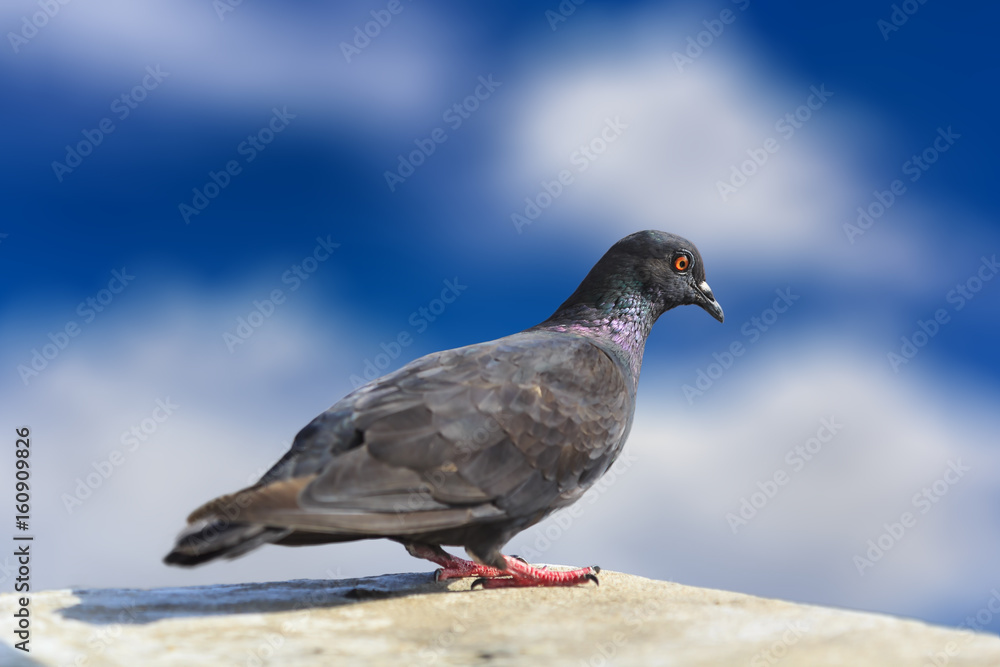 close-up shot of dove on the rooftop with bokeh blue cloudy sky background. close-up shot of dove on the rooftop with bokeh blue cloudy sky background.