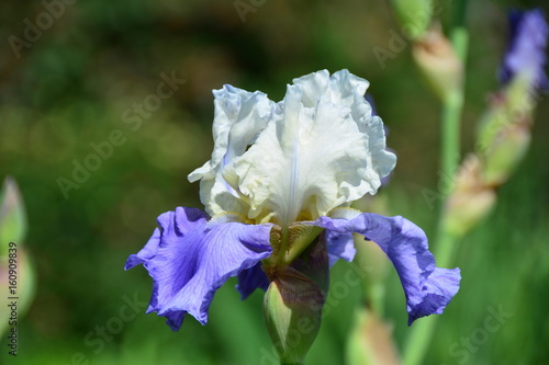 Fototapeta Naklejka Na Ścianę i Meble -  Blue and white iris flower 