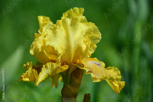 Fototapeta Naklejka Na Ścianę i Meble -  Yellow iris flower in the garden 