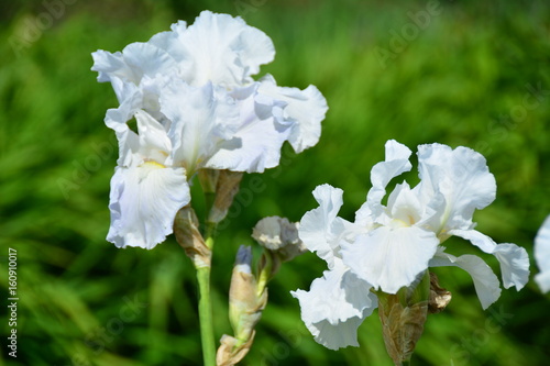 Fototapeta Naklejka Na Ścianę i Meble -  White irises in the garden 