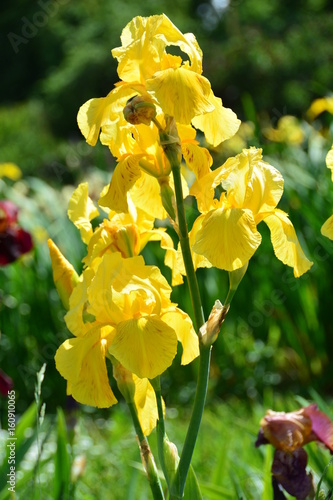 Fototapeta Naklejka Na Ścianę i Meble -  Sunny yellow iris flower 