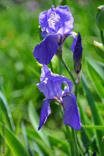 Fototapeta Naklejka Na Ścianę i Meble -  Sunny iris flower 
