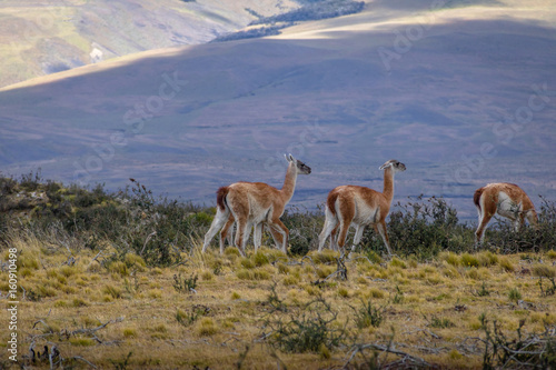 Guanacos at Torres del Paine National Park - Patagonia, Chile