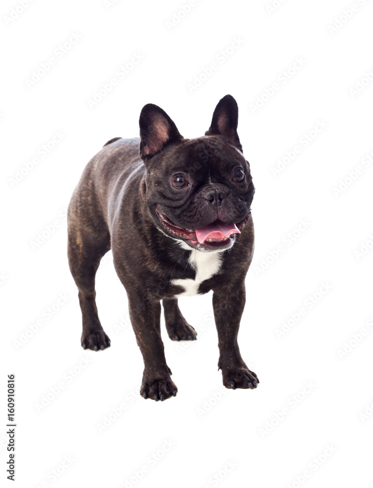 Portrait in Studio of a cute bulldog