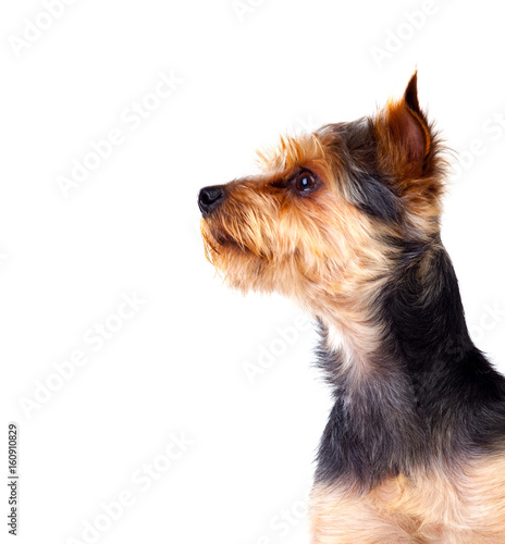 Cute small dog with cut hair