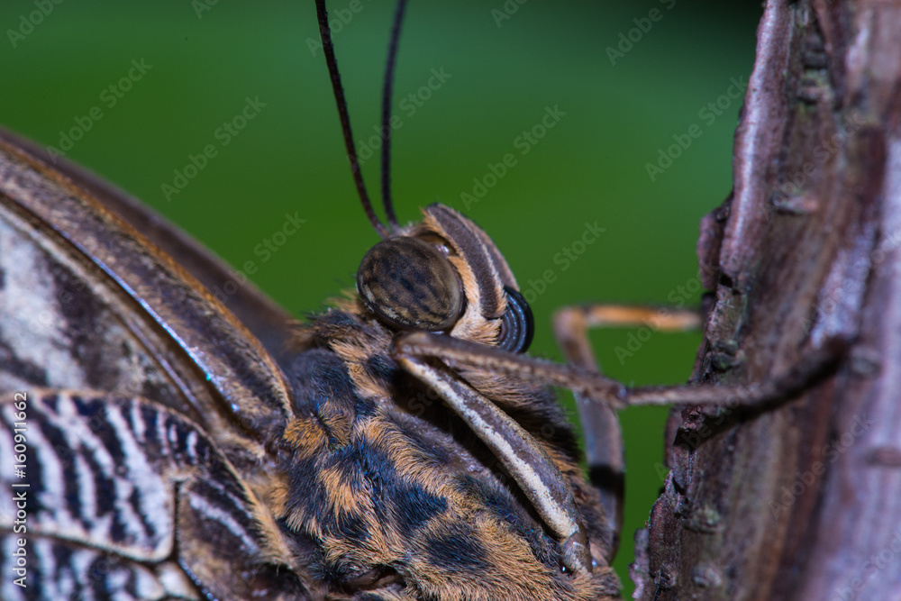 Obraz premium Close up of Forest Giant Owl Butterfly