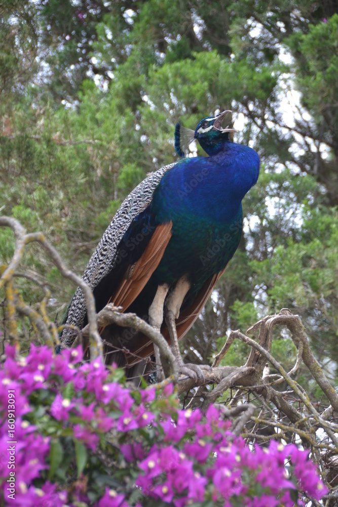 Fototapeta premium Blauer Pfau