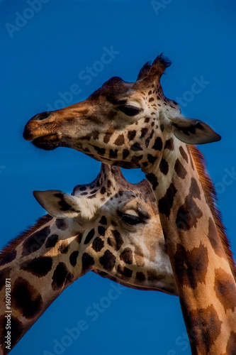 Giraffes © BGStock72