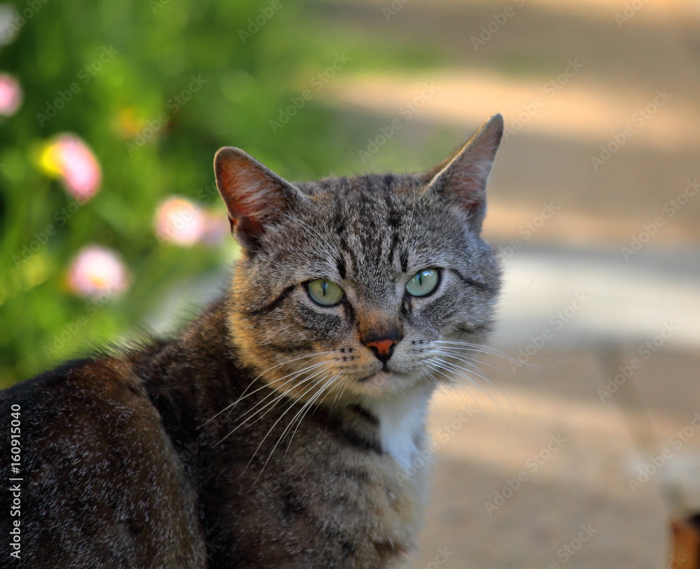 Obraz premium Cats portrait