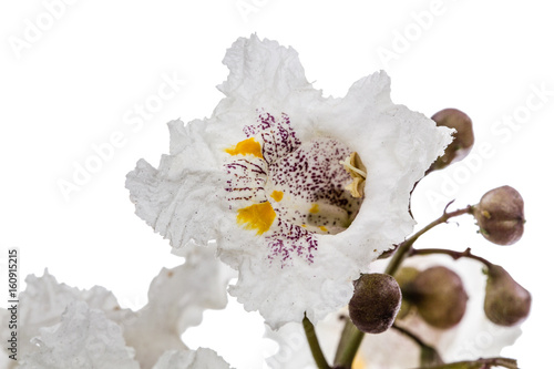 Flower of tree Catalpa, lat. Catalpa speciosa, isolated on white background photo