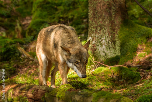 Alaska wolf pack  Canis lupus  