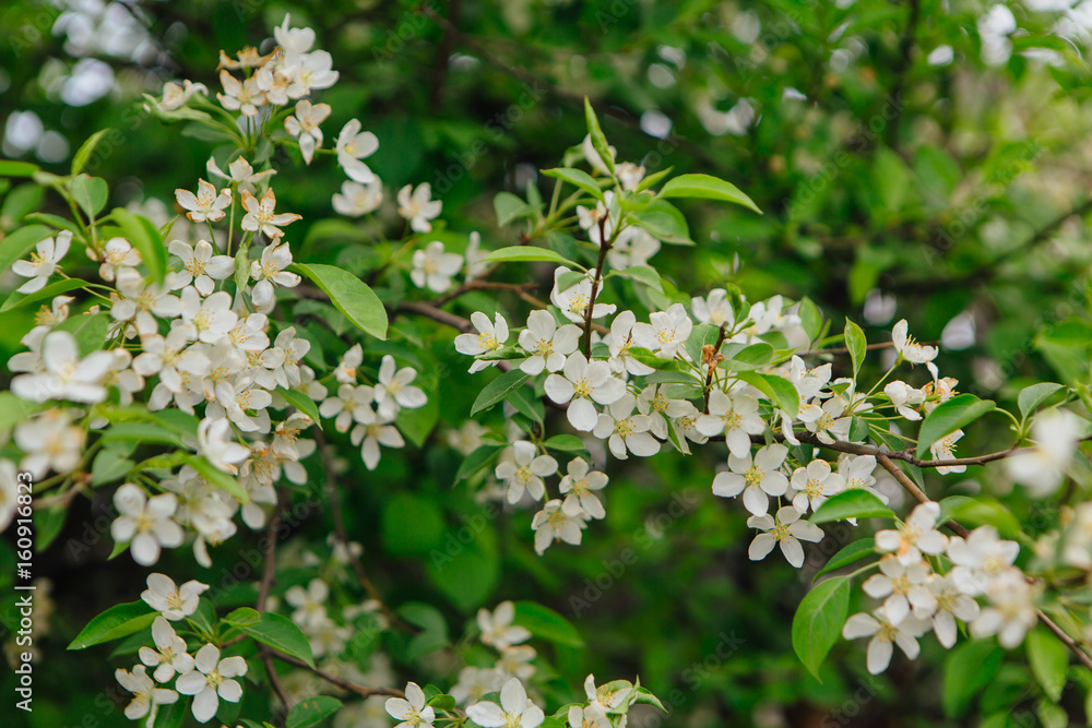 Blooming apple tree Blooming apple tree