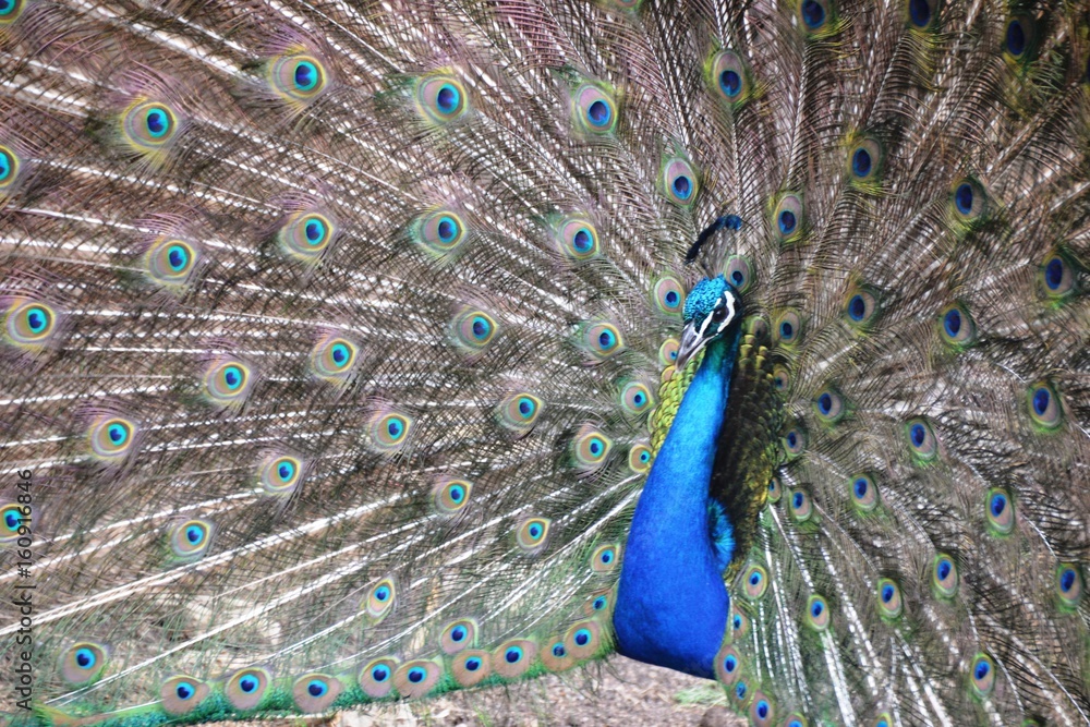 Naklejka premium Balzender Pfauenhahn mit ausgebreiteter Federkrone