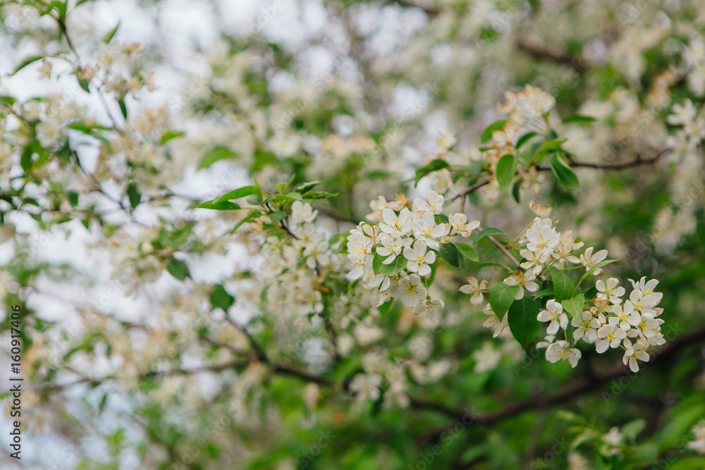 Blooming apple tree Blooming apple tree