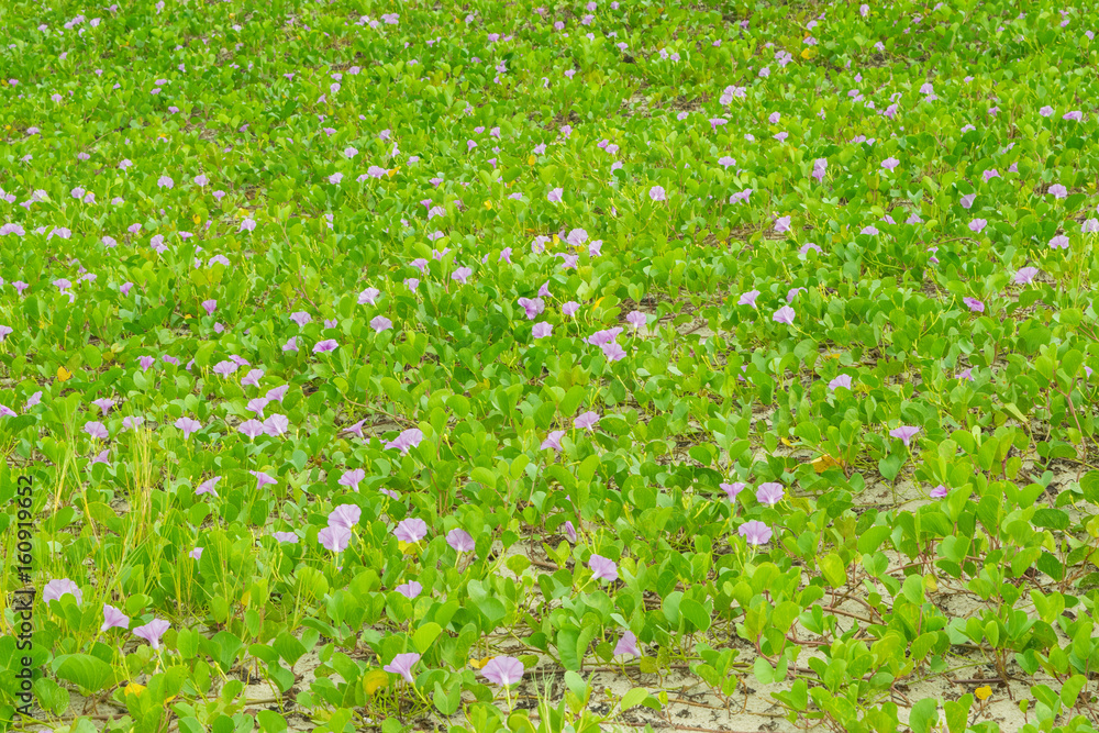 Green plants on a beach with purple flowers - ipomoea