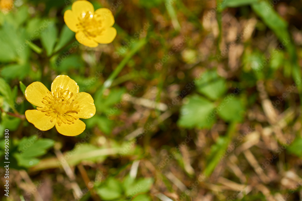 Fototapeta premium two small yellow flower growing in garden