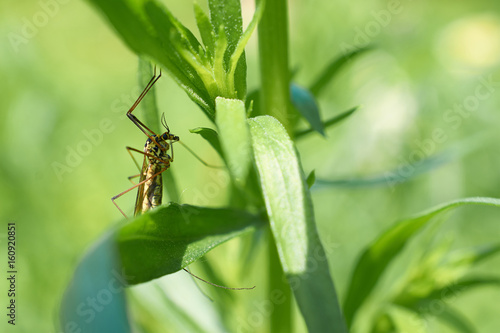 large mosquito is sitting on stem of plant