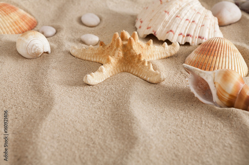 Sea beach sand and seashells background, natural seashore stones and starfish
