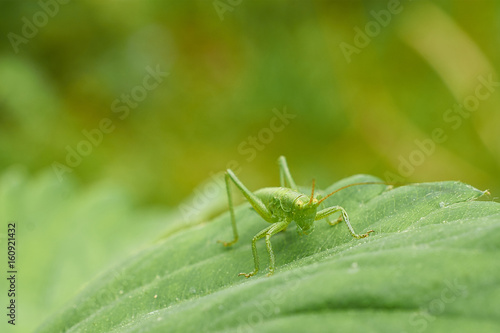 little green grasshopper sitting on sheet strawberry © Татьяна Громова
