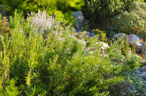 Fototapeta Naklejka Na Ścianę i Meble -  Wild rosemary on Zakynthos island, Greece