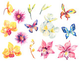 Watercolor set of floral tropical orchid elements