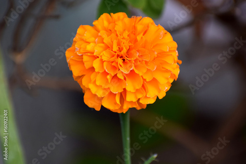 yellow closeup marigold and Orange Flower