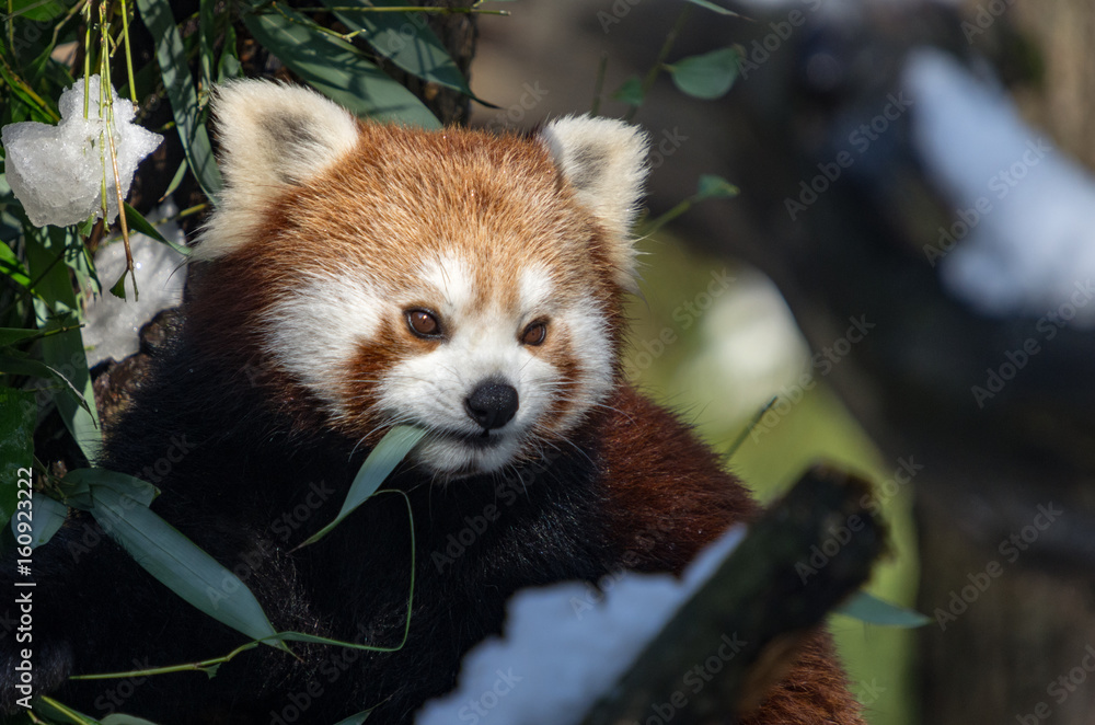 Fototapeta premium Red panda (Ailurus fulgens)