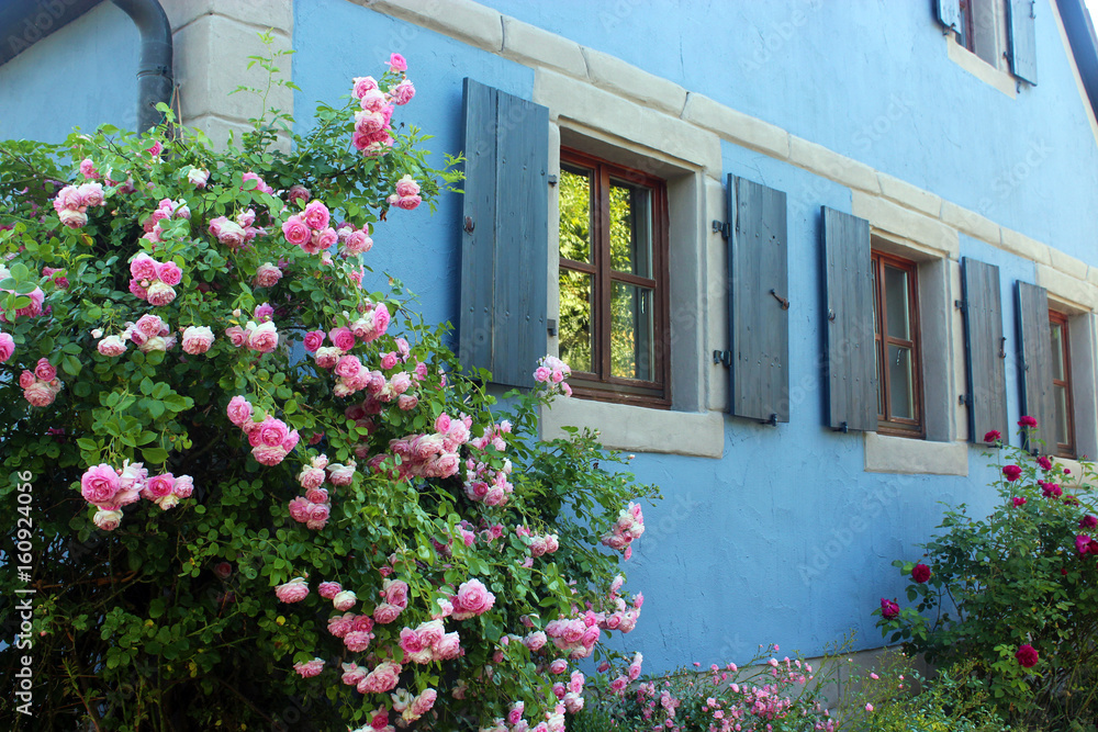 old blue house with shutters and  blooming roses
