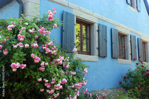 old blue house with shutters and  blooming roses photo