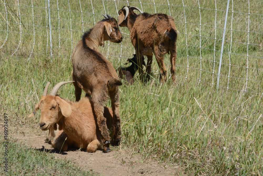 Baby kiko goat standing on top of patient resting mother goat in pasture Baby kiko goat standing on top of patient resting mother goat in pasture