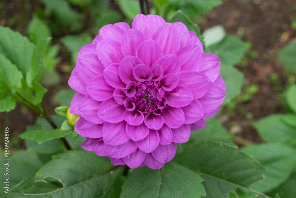 Obraz premium Dahlia or Dalia Flower in the garden