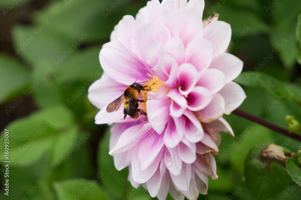 Bee collecting honey from pollen of flower Bee collecting honey from pollen of flower