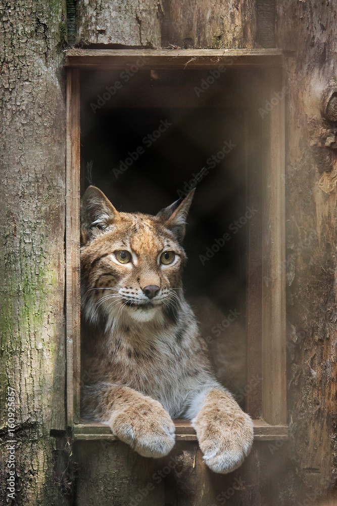 Naklejka premium Ryś euroazjatycki (Lynx lynx).