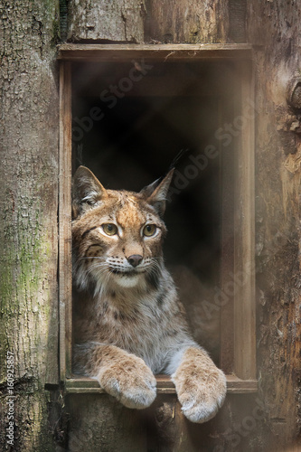 Eurasian lynx (Lynx lynx).