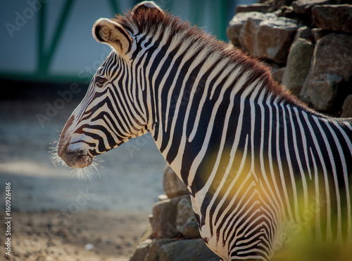 Zebra close up portrait in a zoo