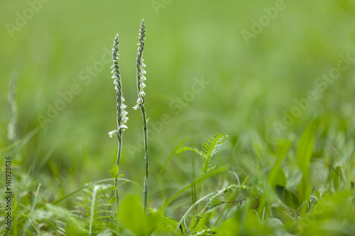 Autumn lady's-tresses (Spiranthes spiralis)
