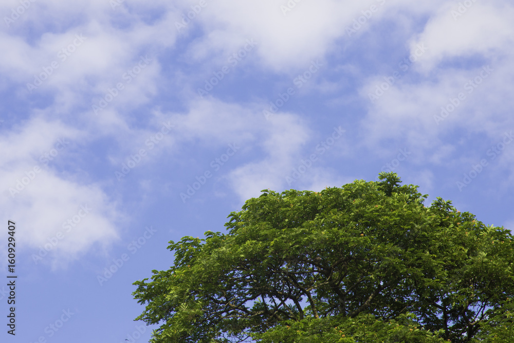 Green tree top line over blue sky and clouds background in summer Green tree top line over blue sky and clouds background in summer